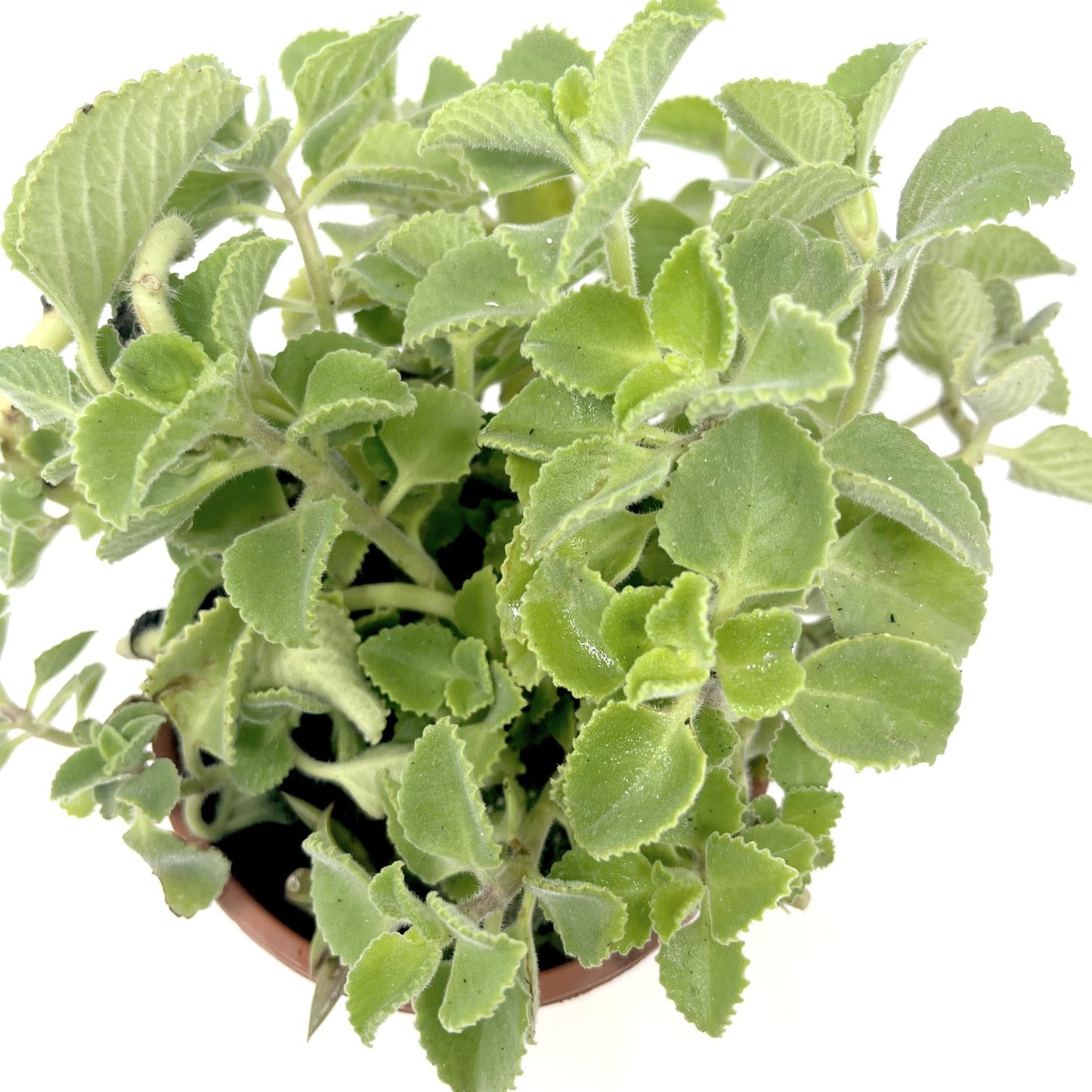 Ajwain