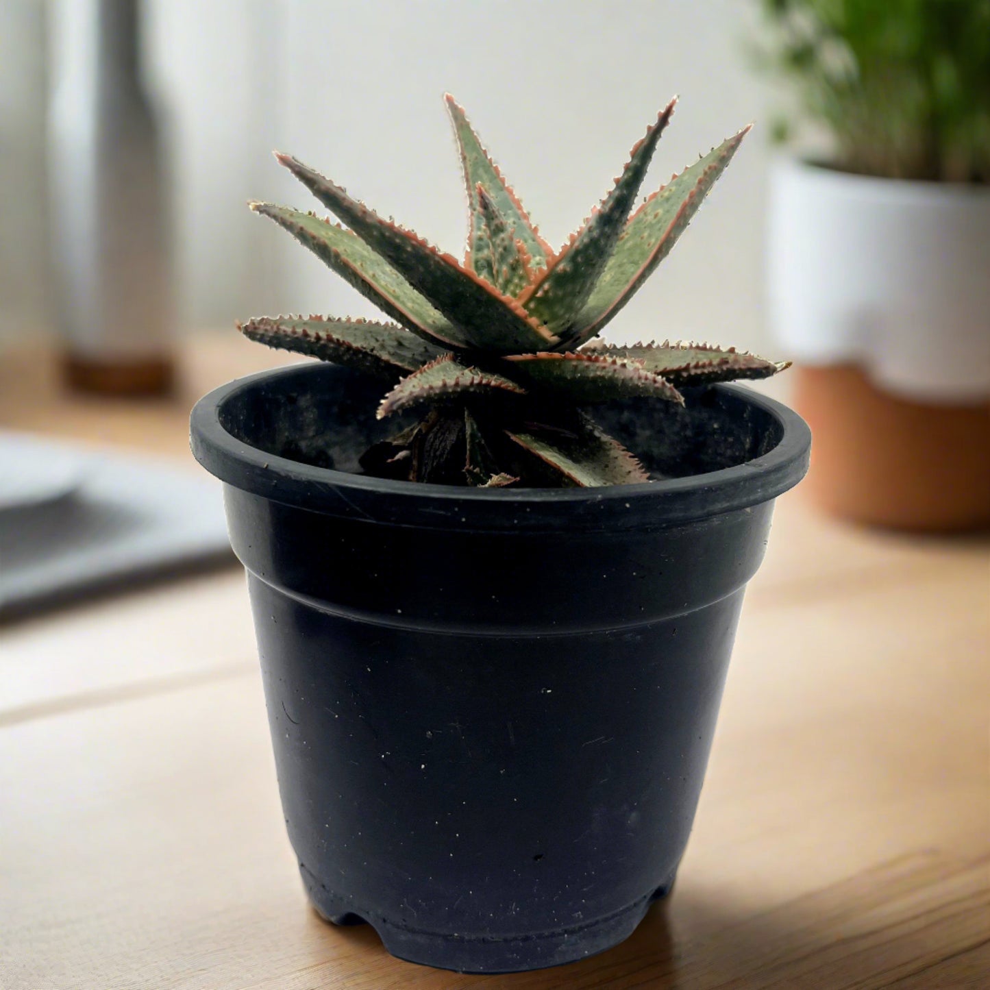 Aloe Christmas carol