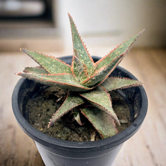 Aloe Christmas carol