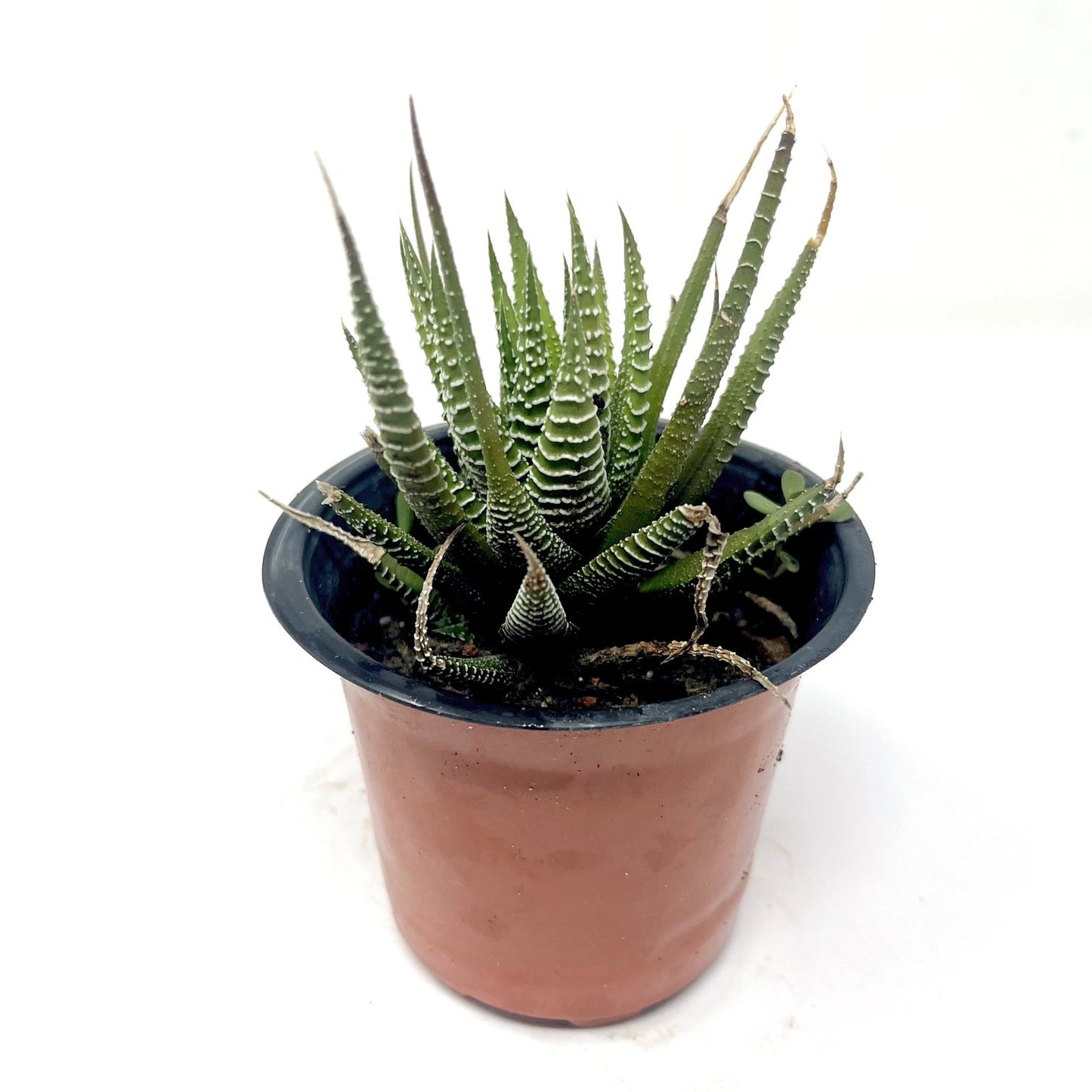 Haworthia fasciated