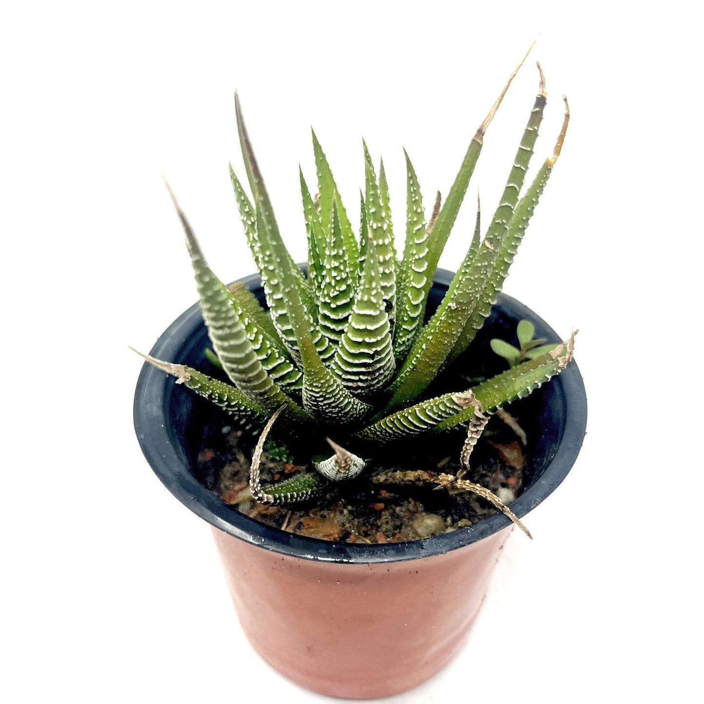 Haworthia fasciated