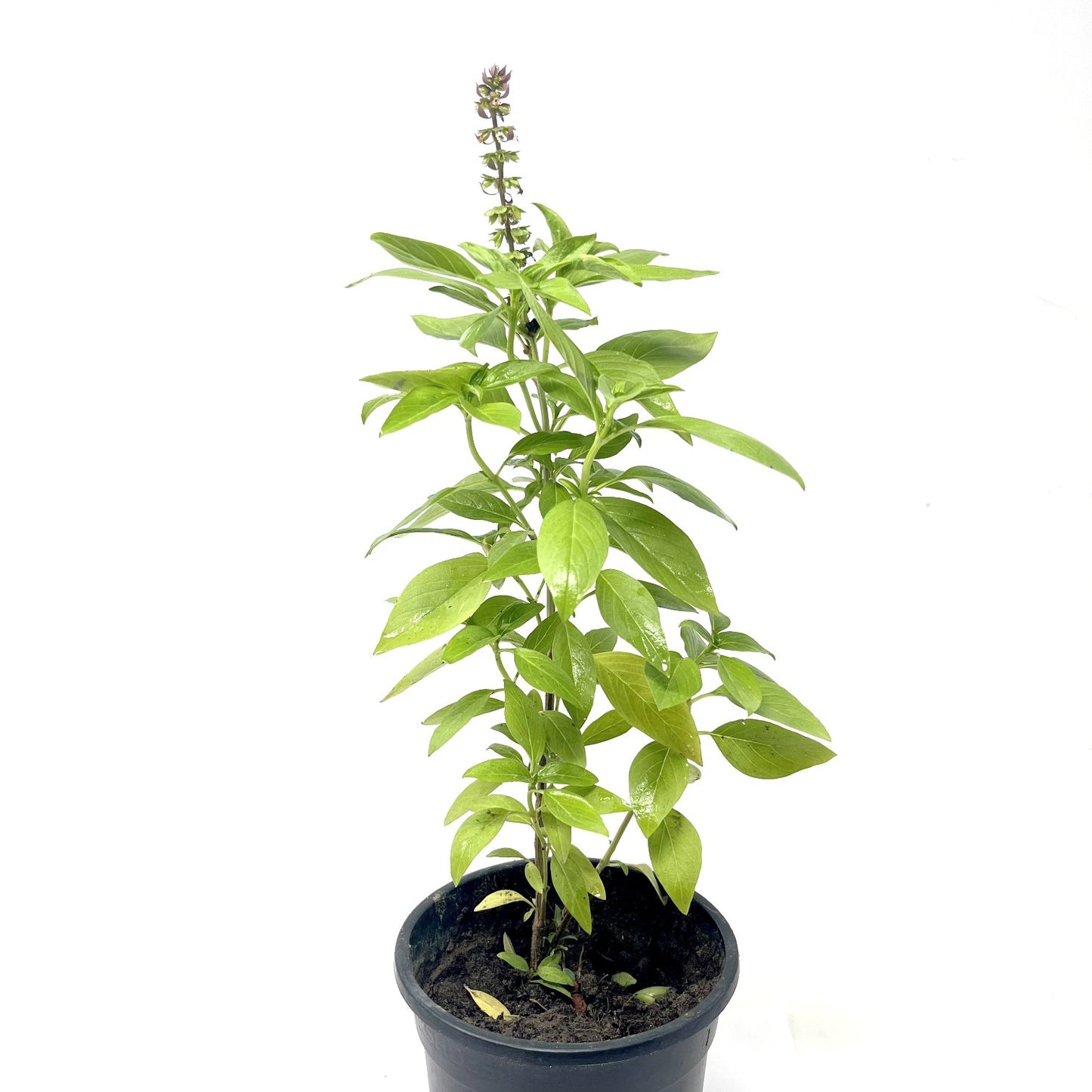 Basil