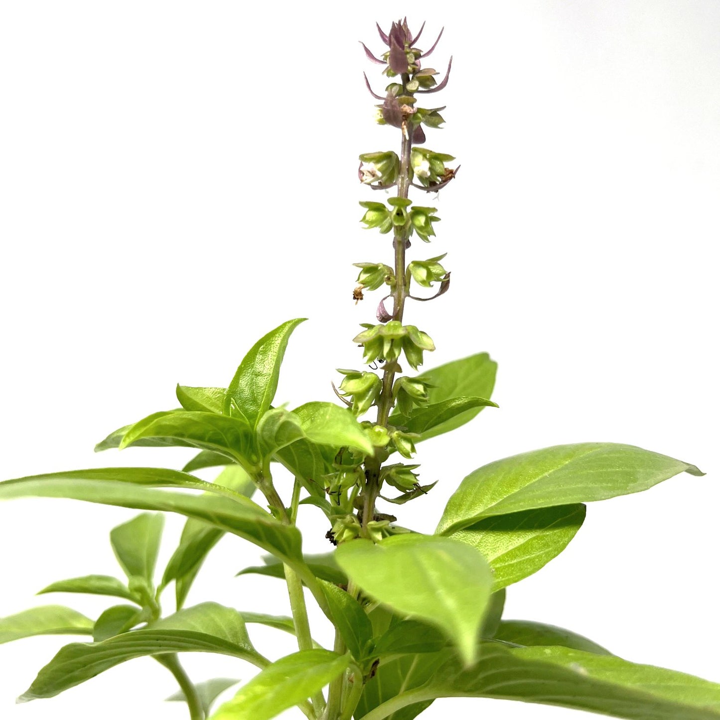 Basil