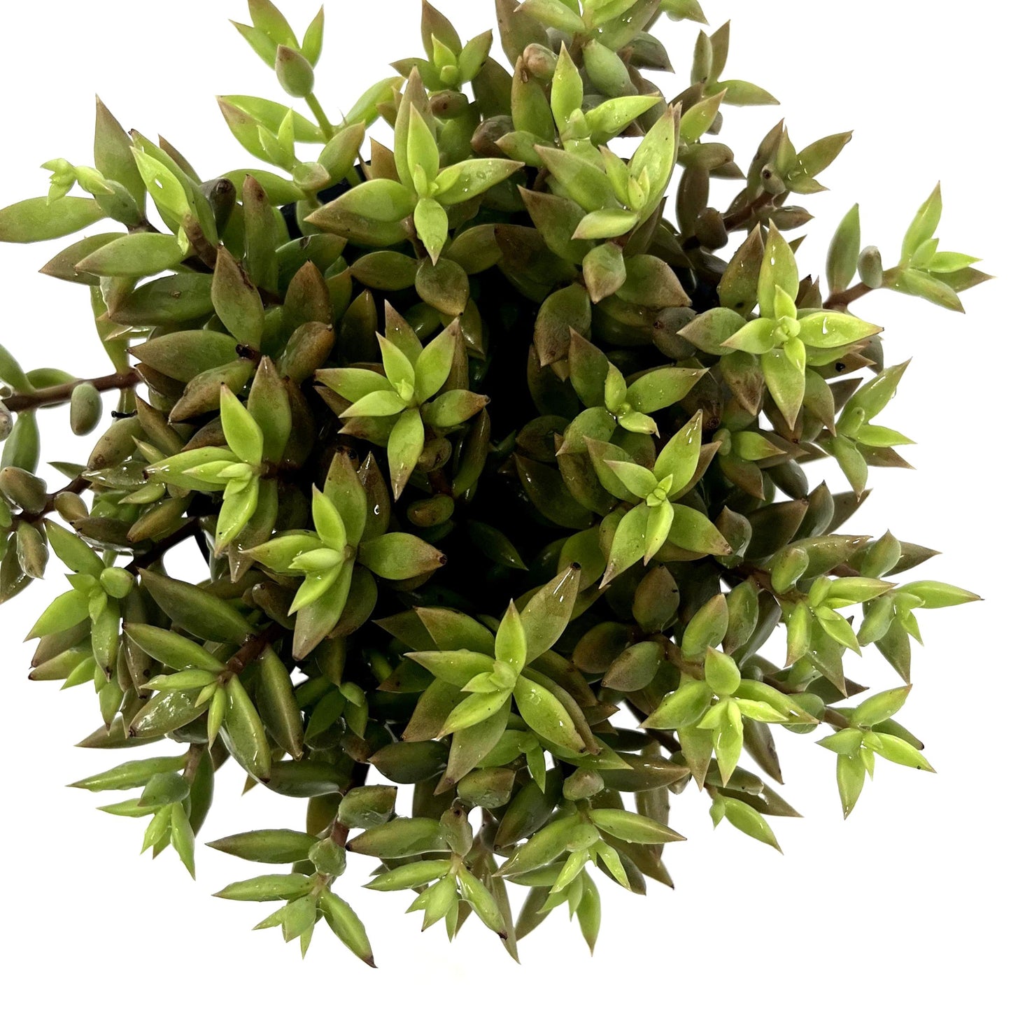 Lenophyllum