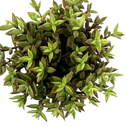 लेनोफ़िलम