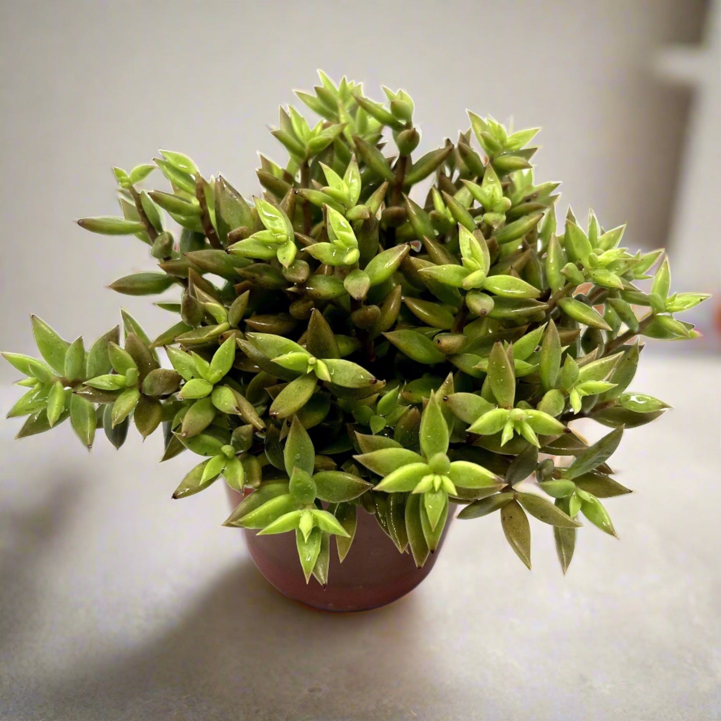 Lenophyllum