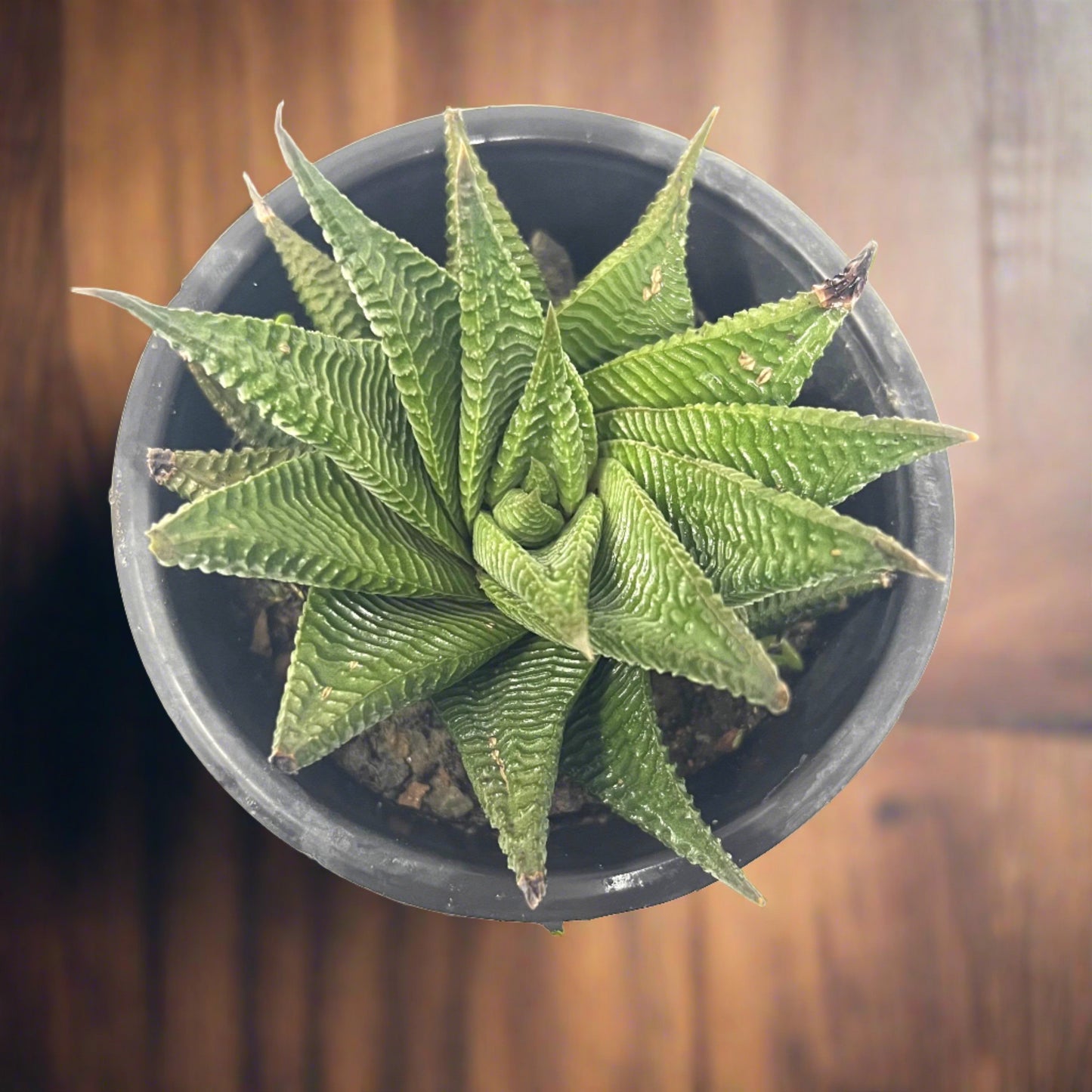 Haworthia limifolia