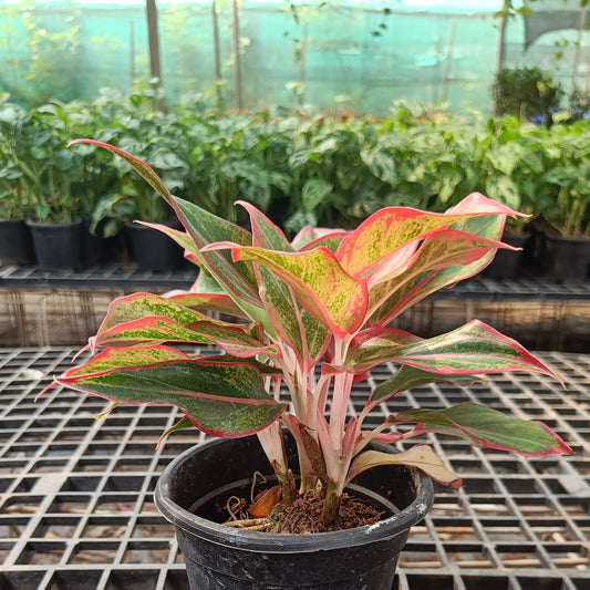 Aglaonema Lipstick
