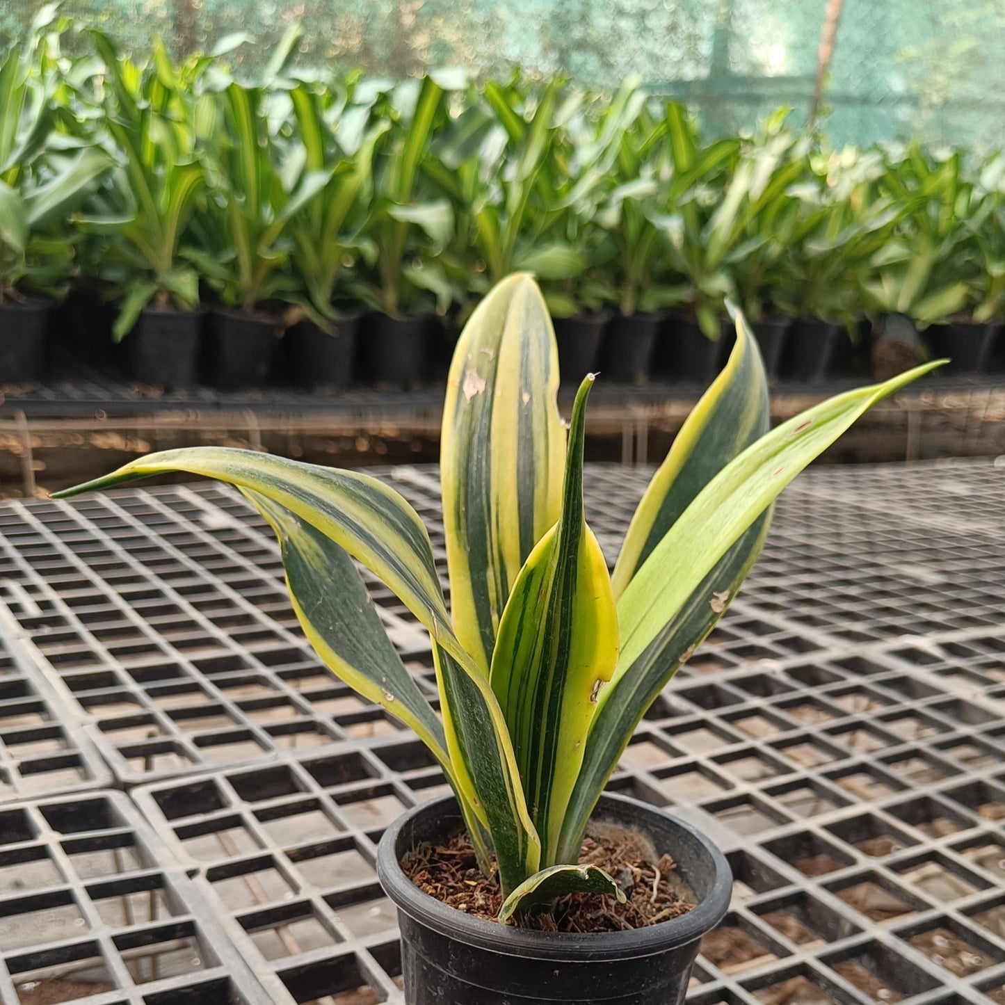 Sunseveria sunflame