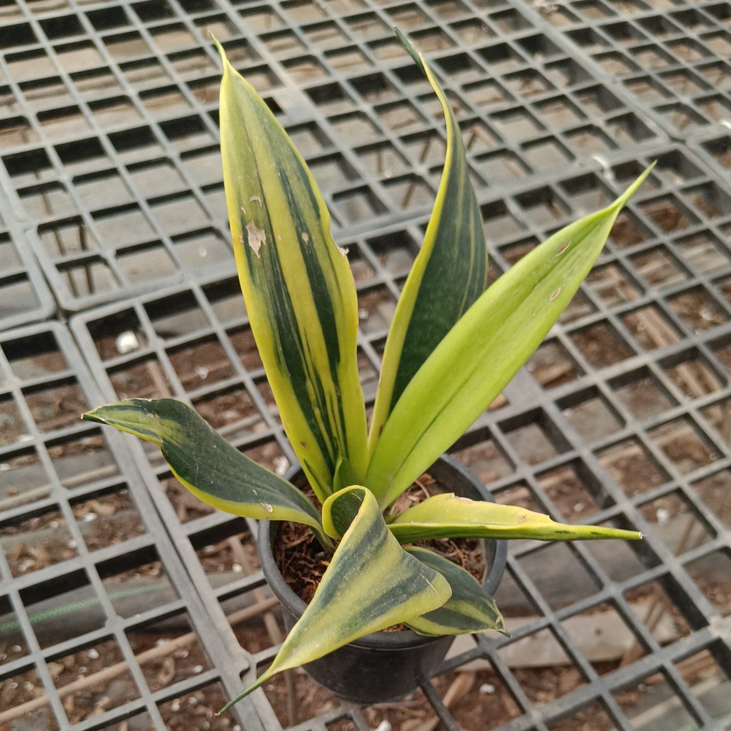 Sunseveria sunflame
