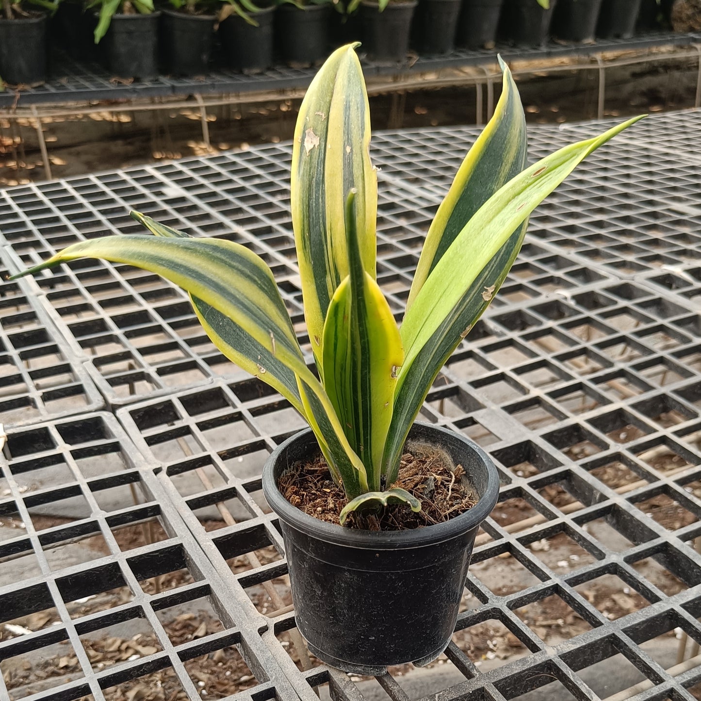 Sunseveria sunflame