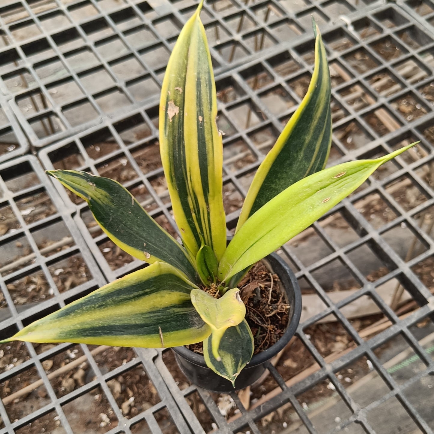 Sunseveria sunflame