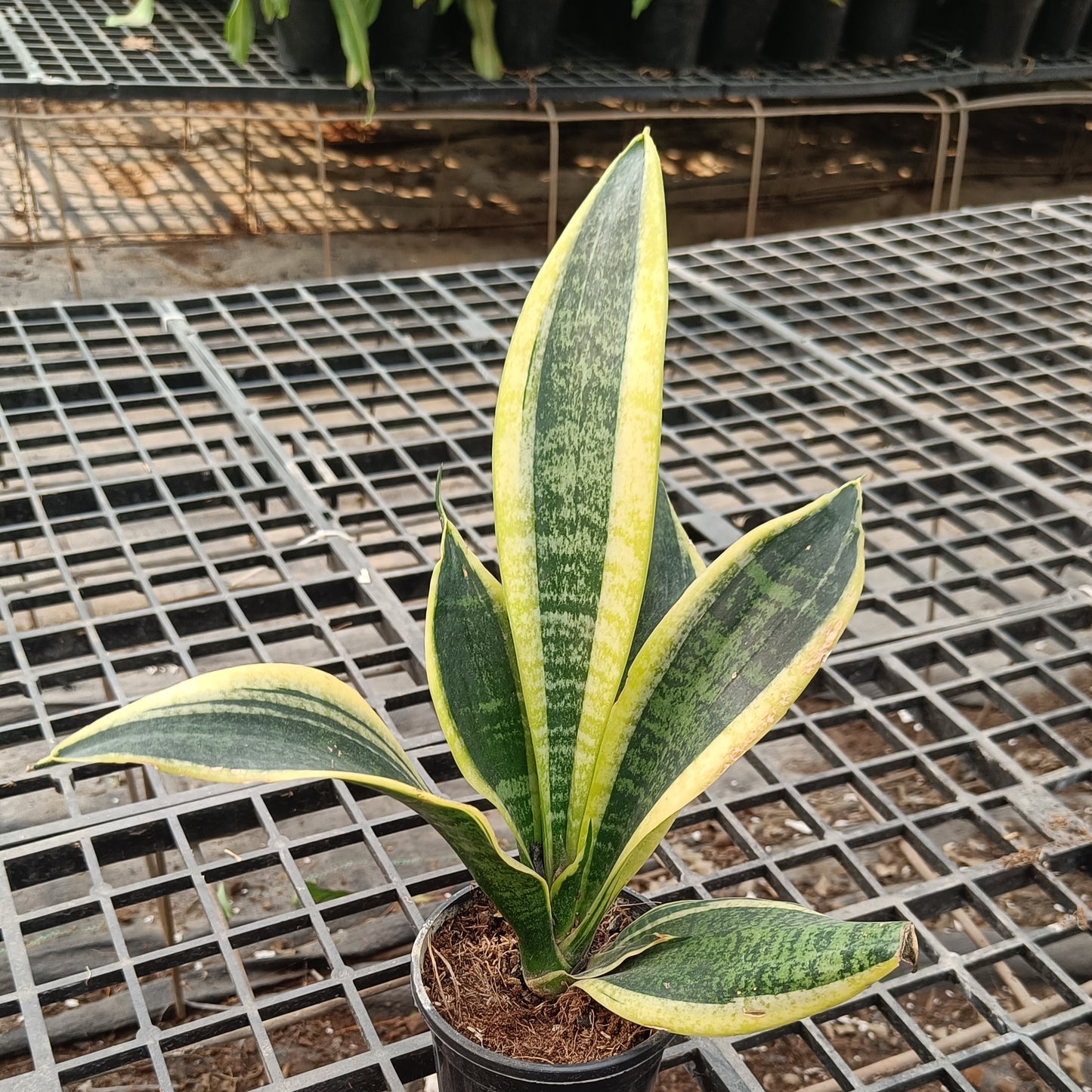 Snake plant desi