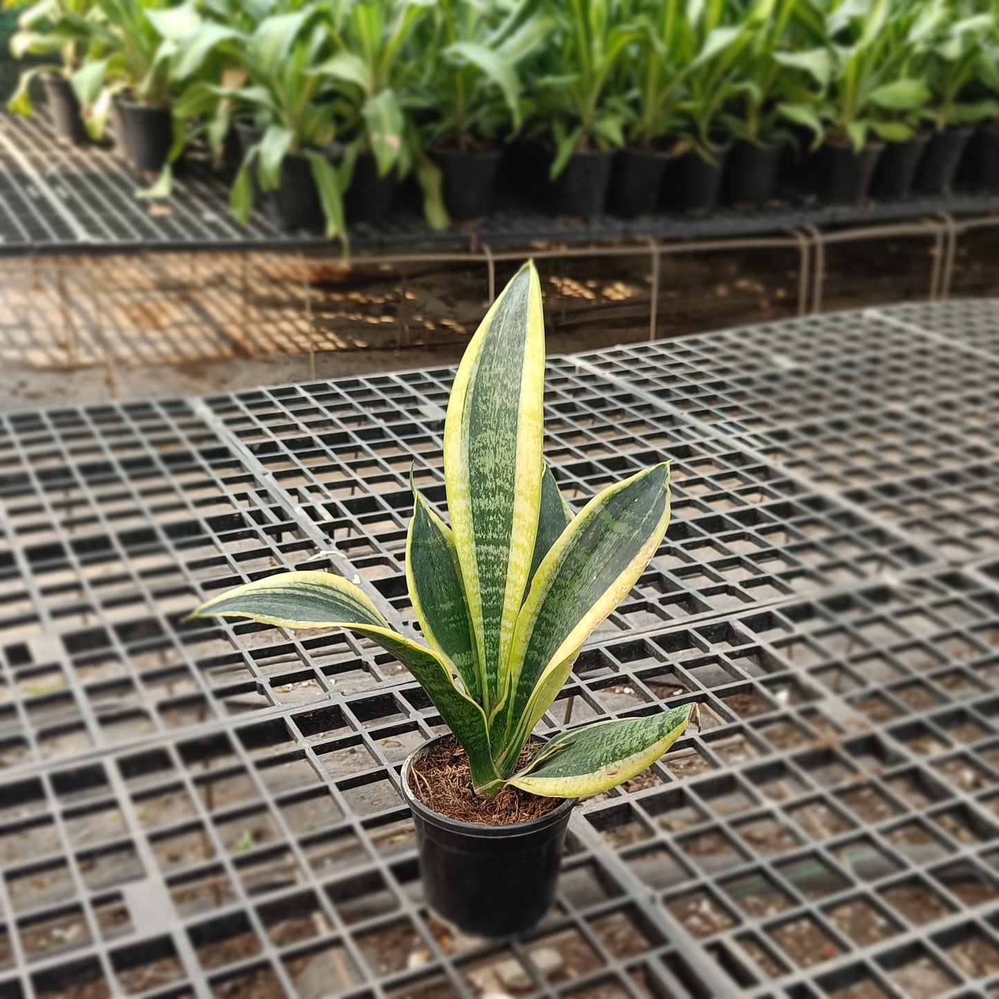 Snake plant desi