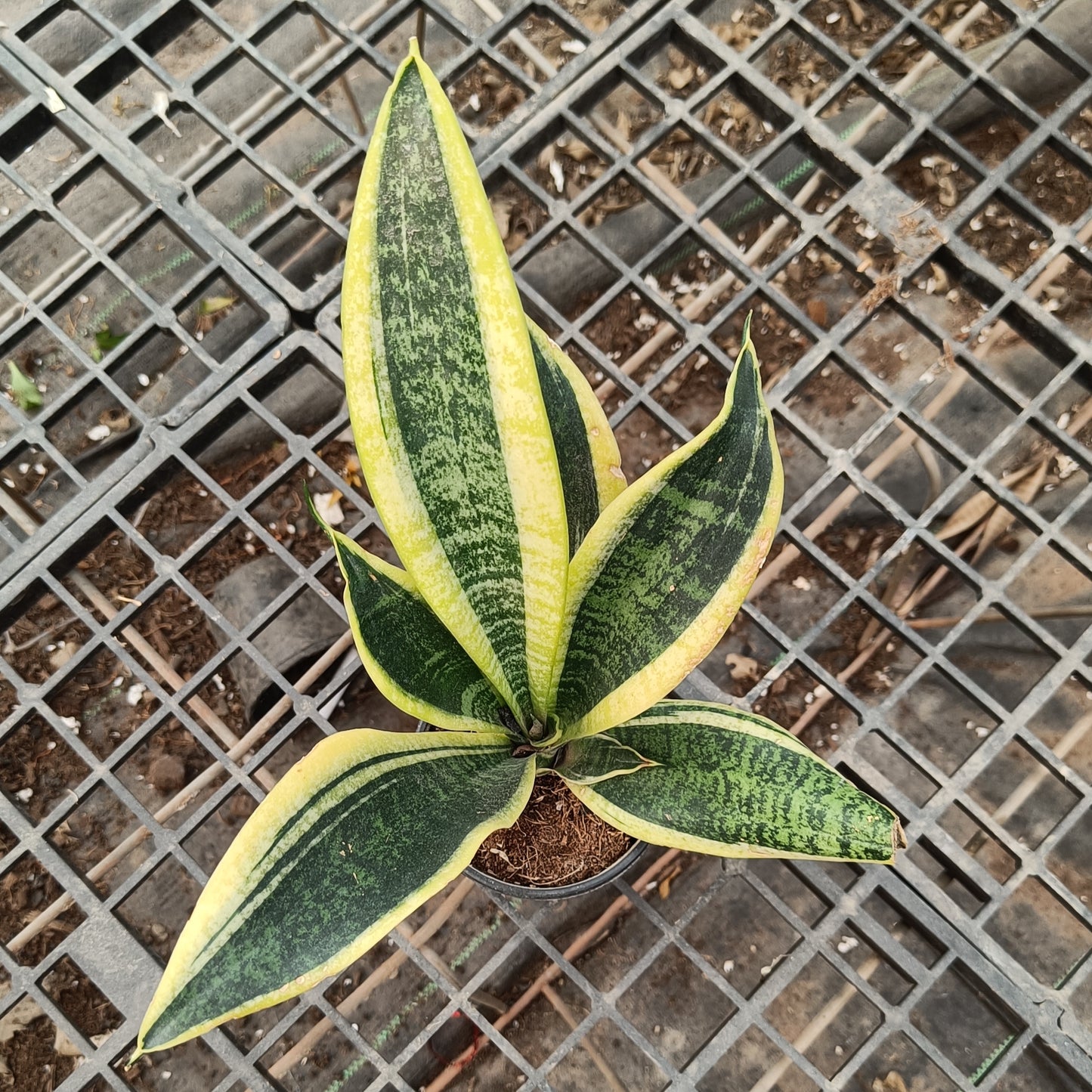 Snake plant desi