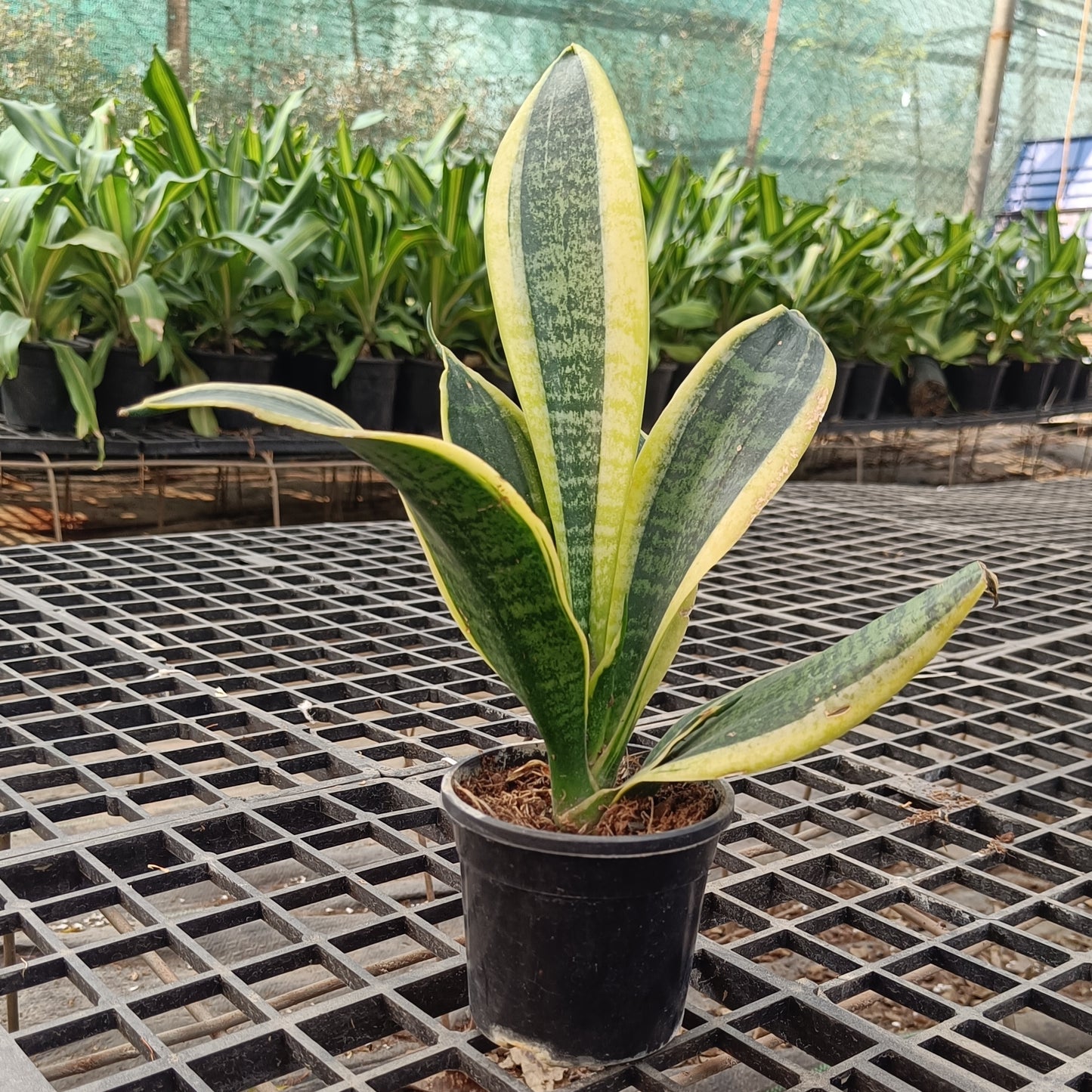 Snake plant desi