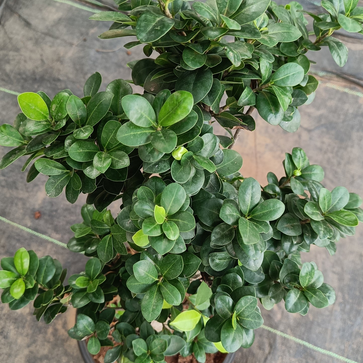 Big bonsai- ficus microcarpa