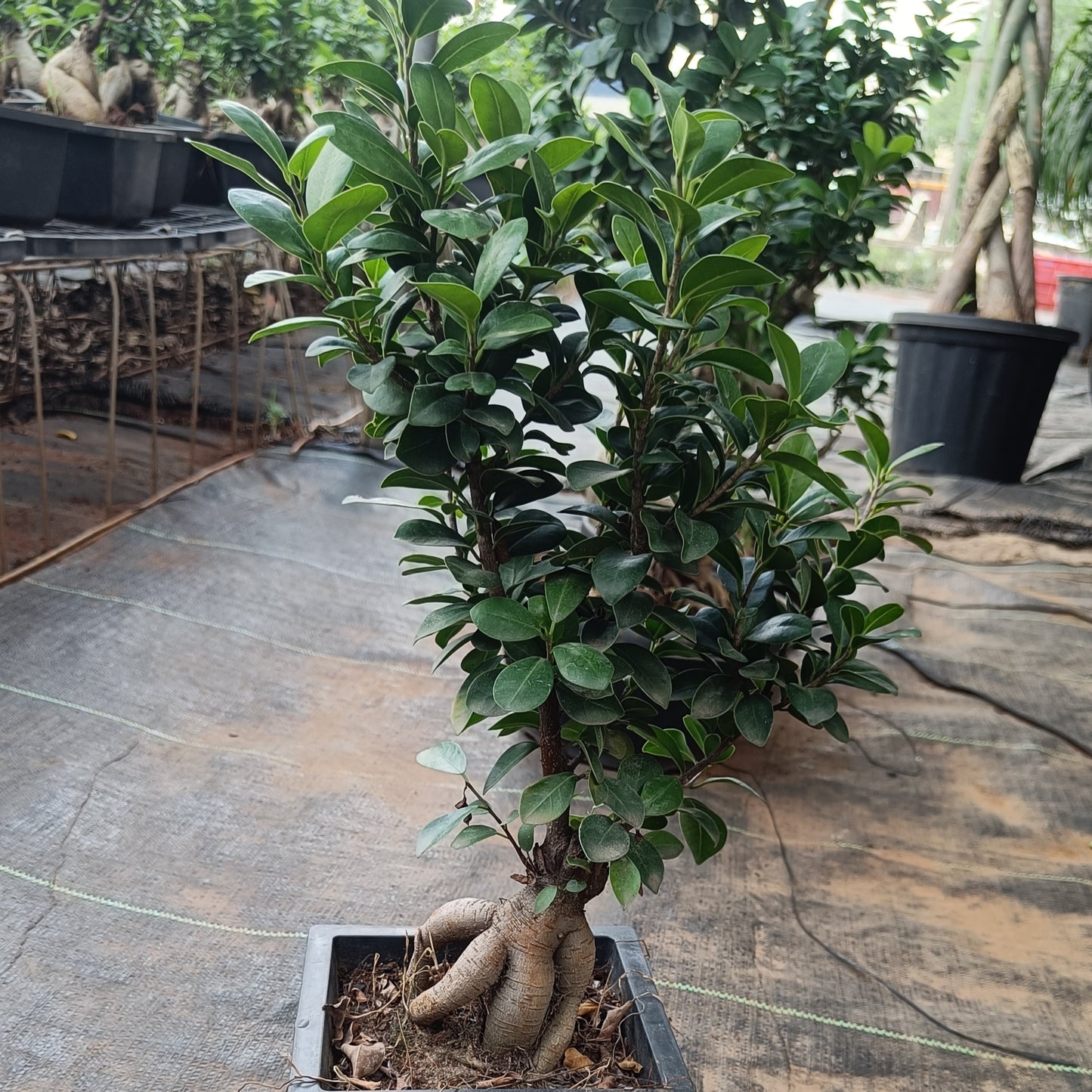 Bonsai- ficus microcarpa