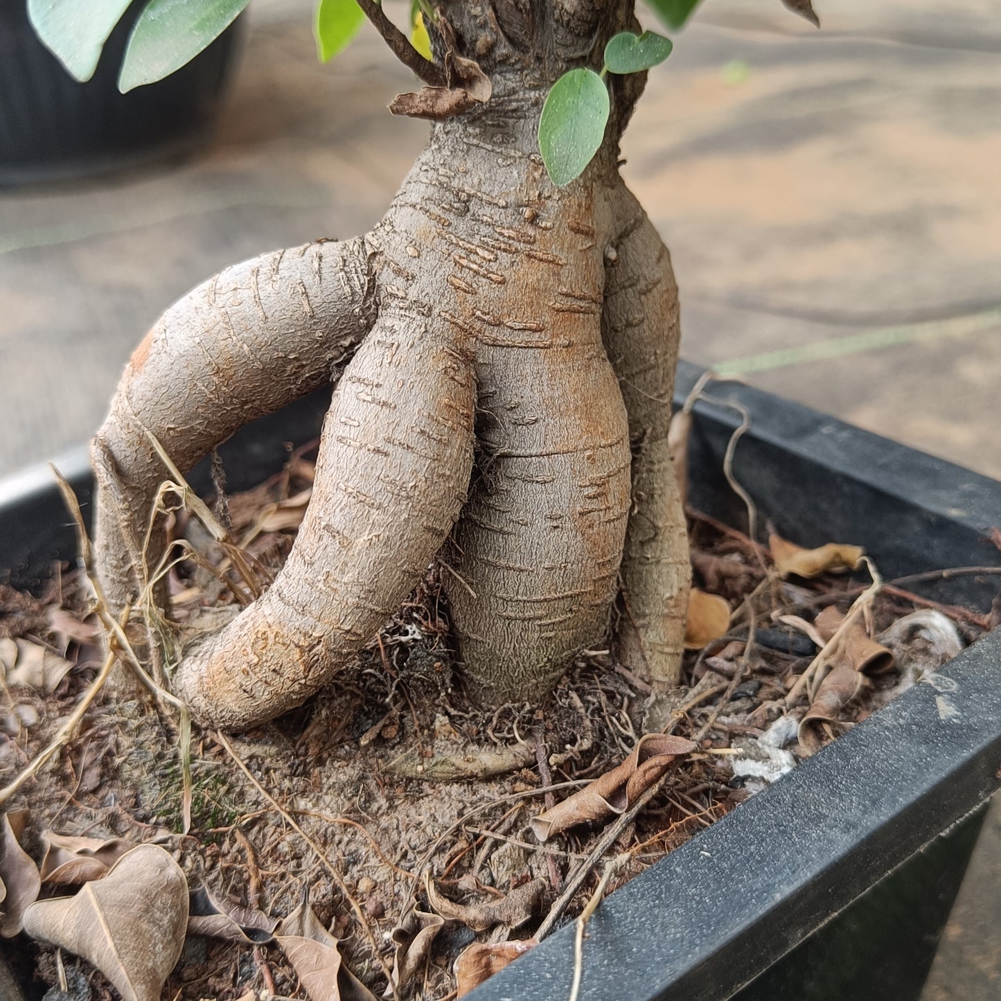 Bonsai- ficus microcarpa