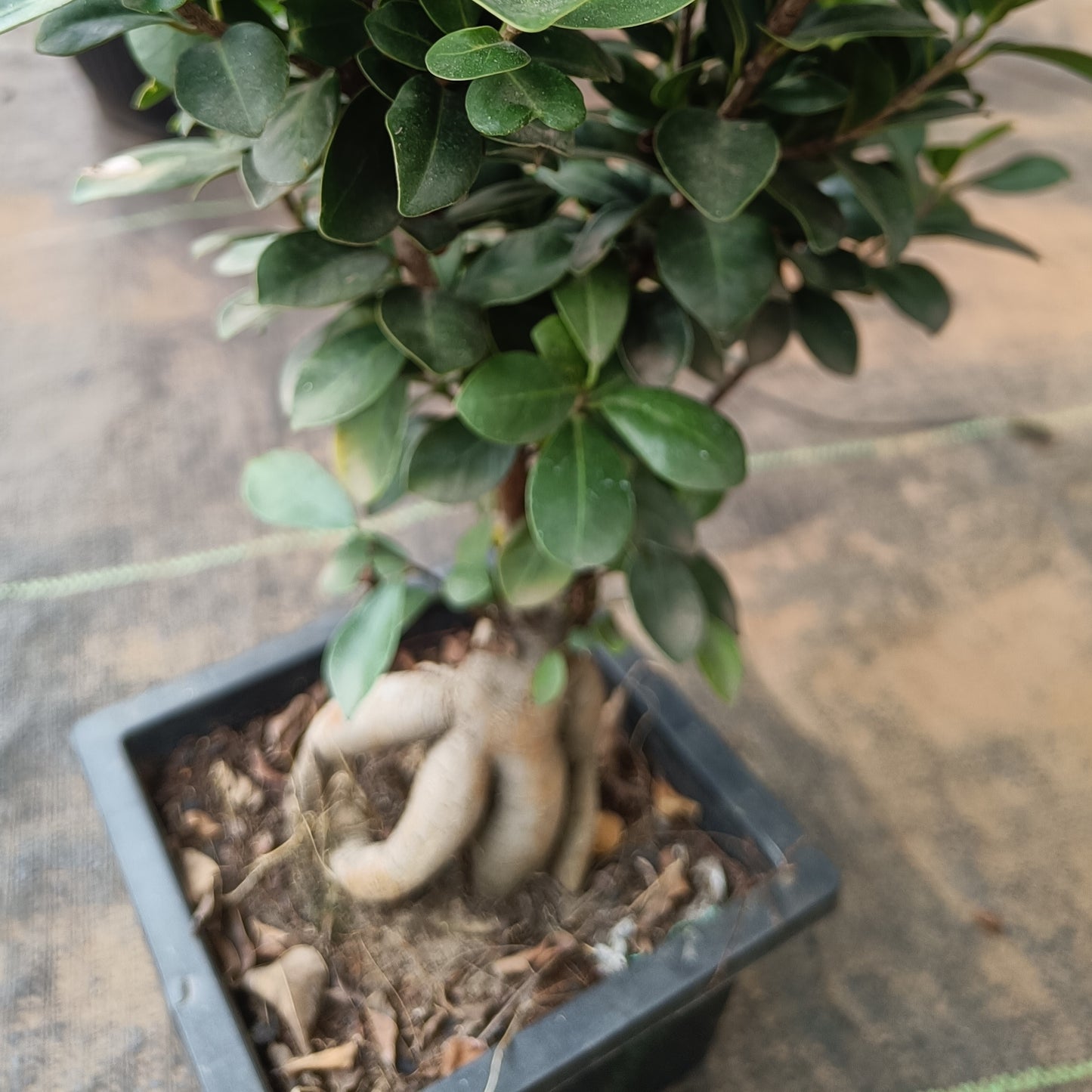Bonsai- ficus microcarpa