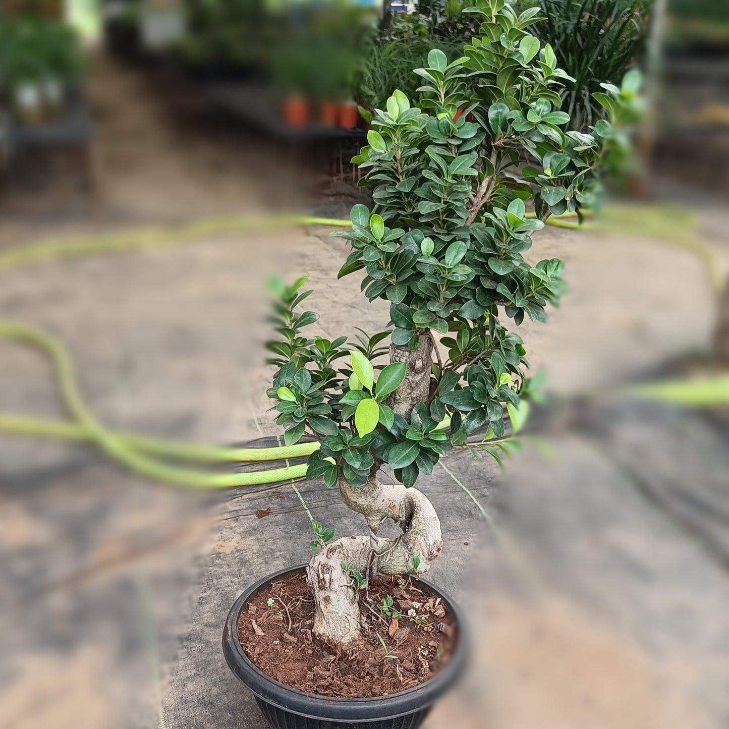 Big bonsai- ficus microcarpa