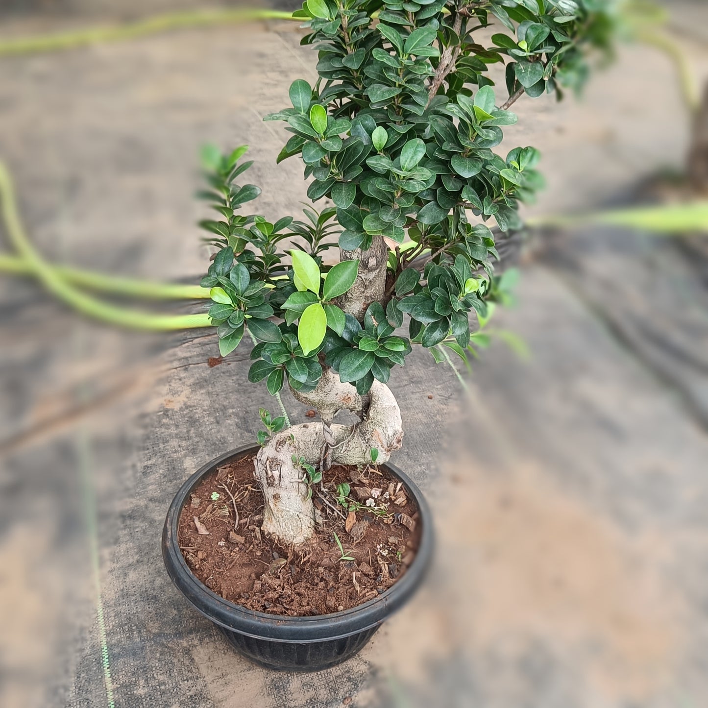 Big bonsai- ficus microcarpa