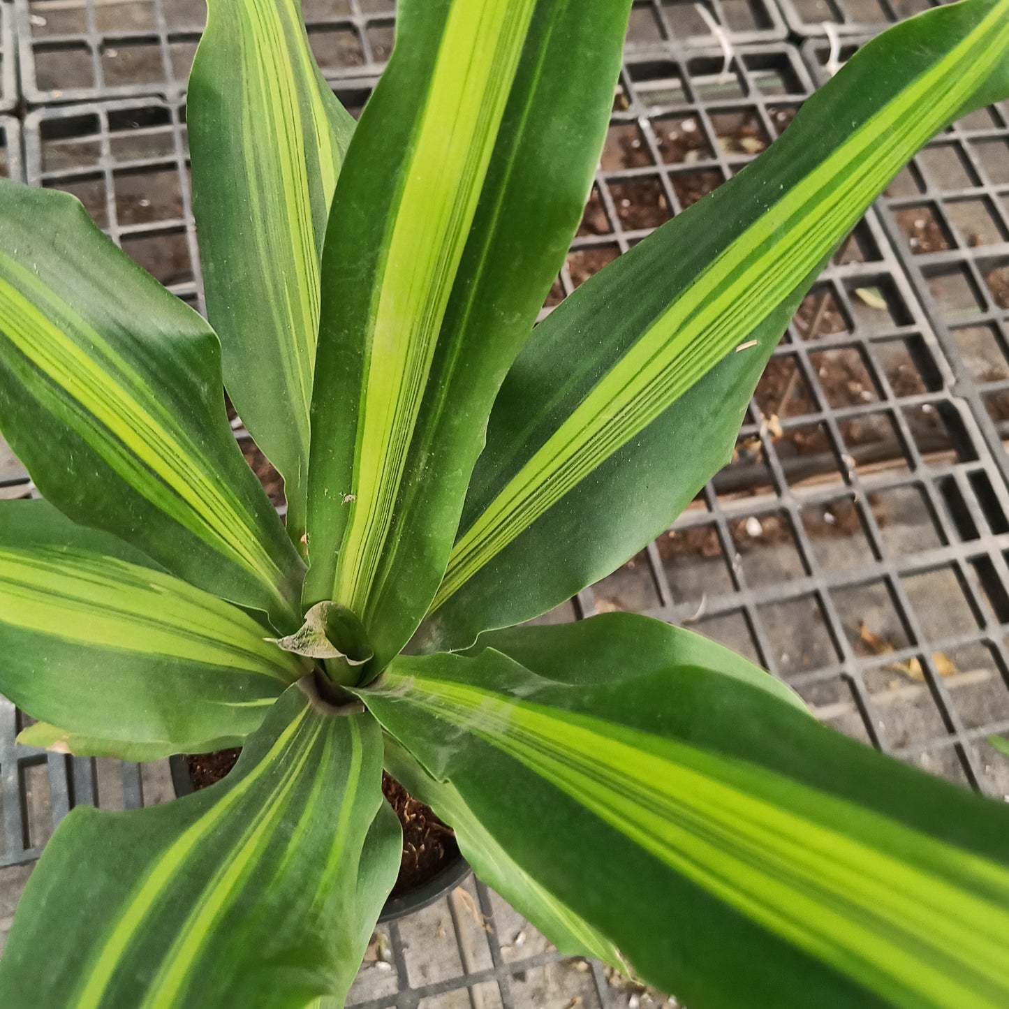 Dracaena