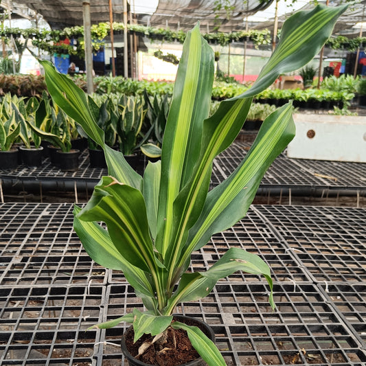 Dracaena
