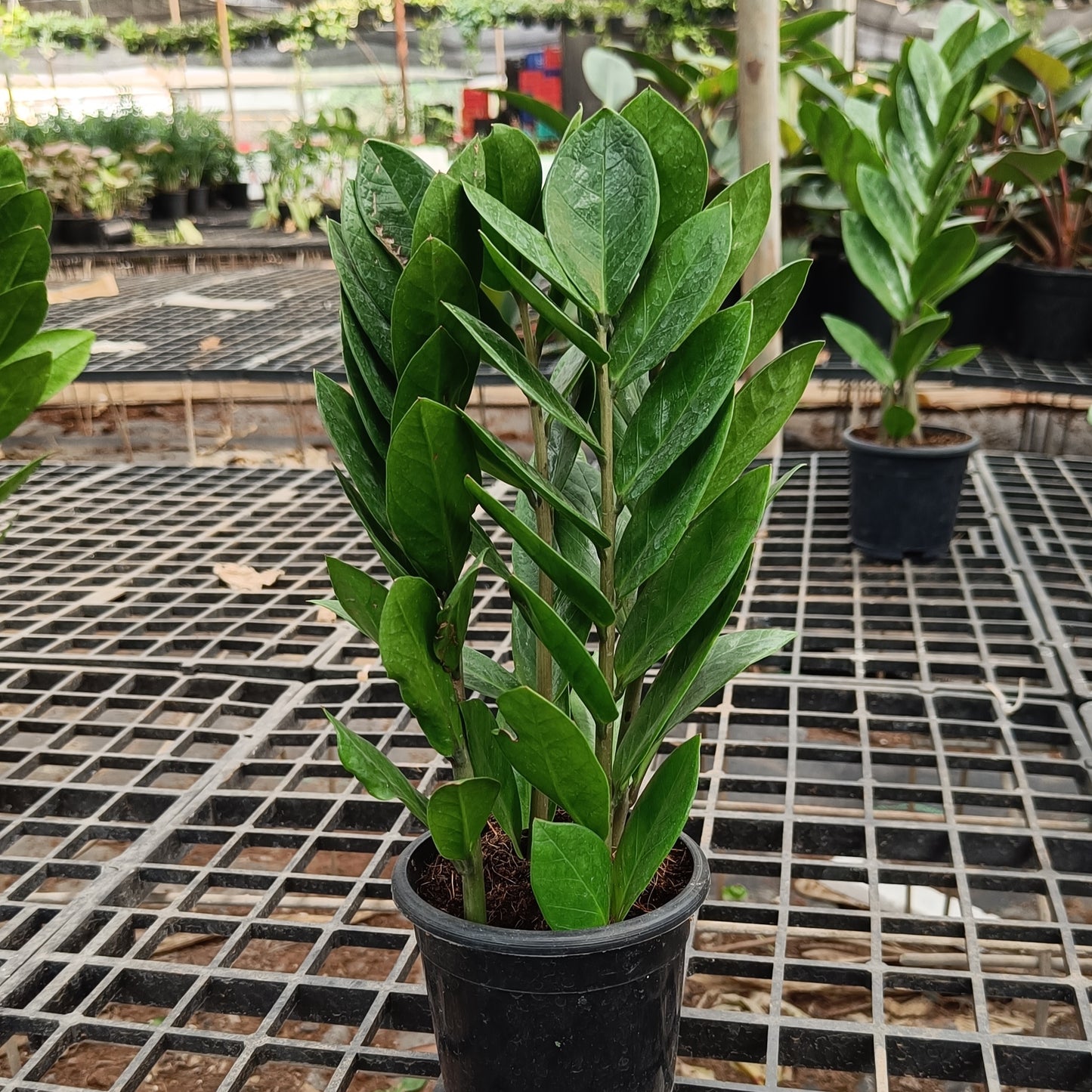 Zamia ZZ Plant