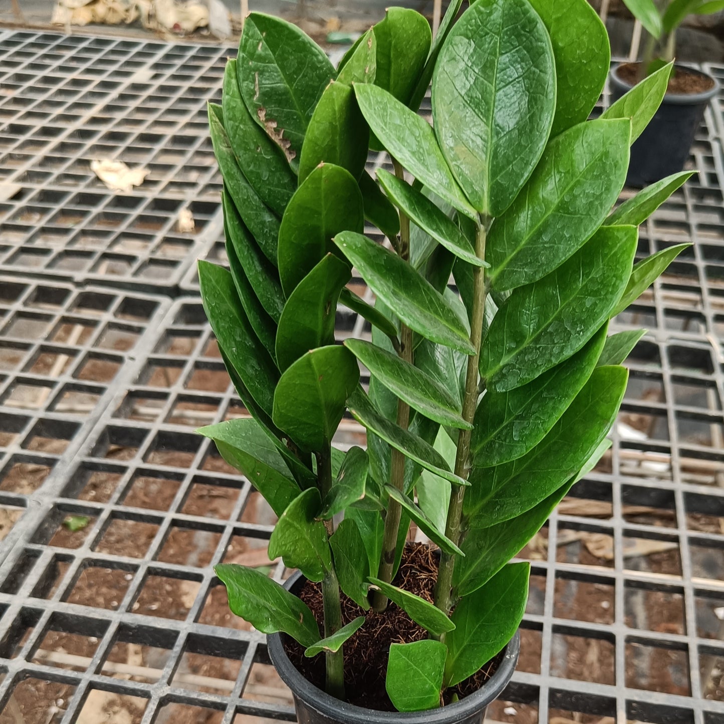 Zamia ZZ Plant