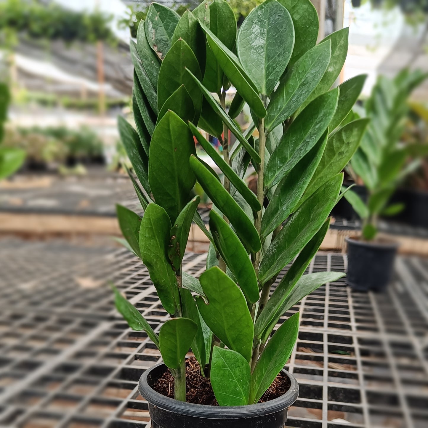 Zamia ZZ Plant