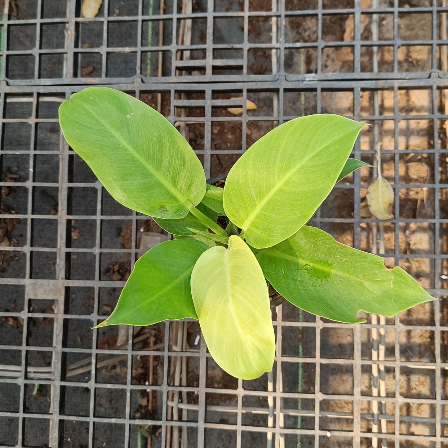 Philodendron Golden