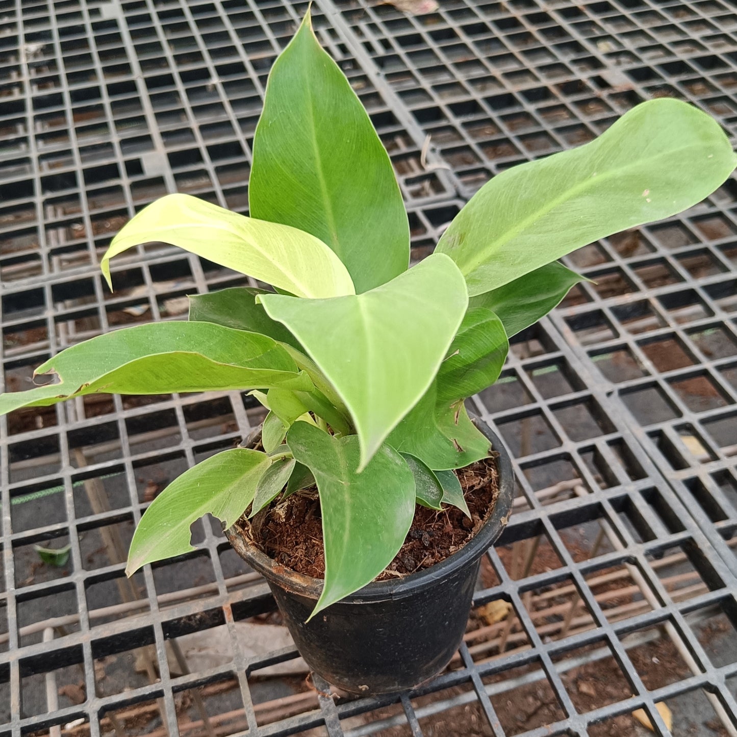 Philodendron Golden