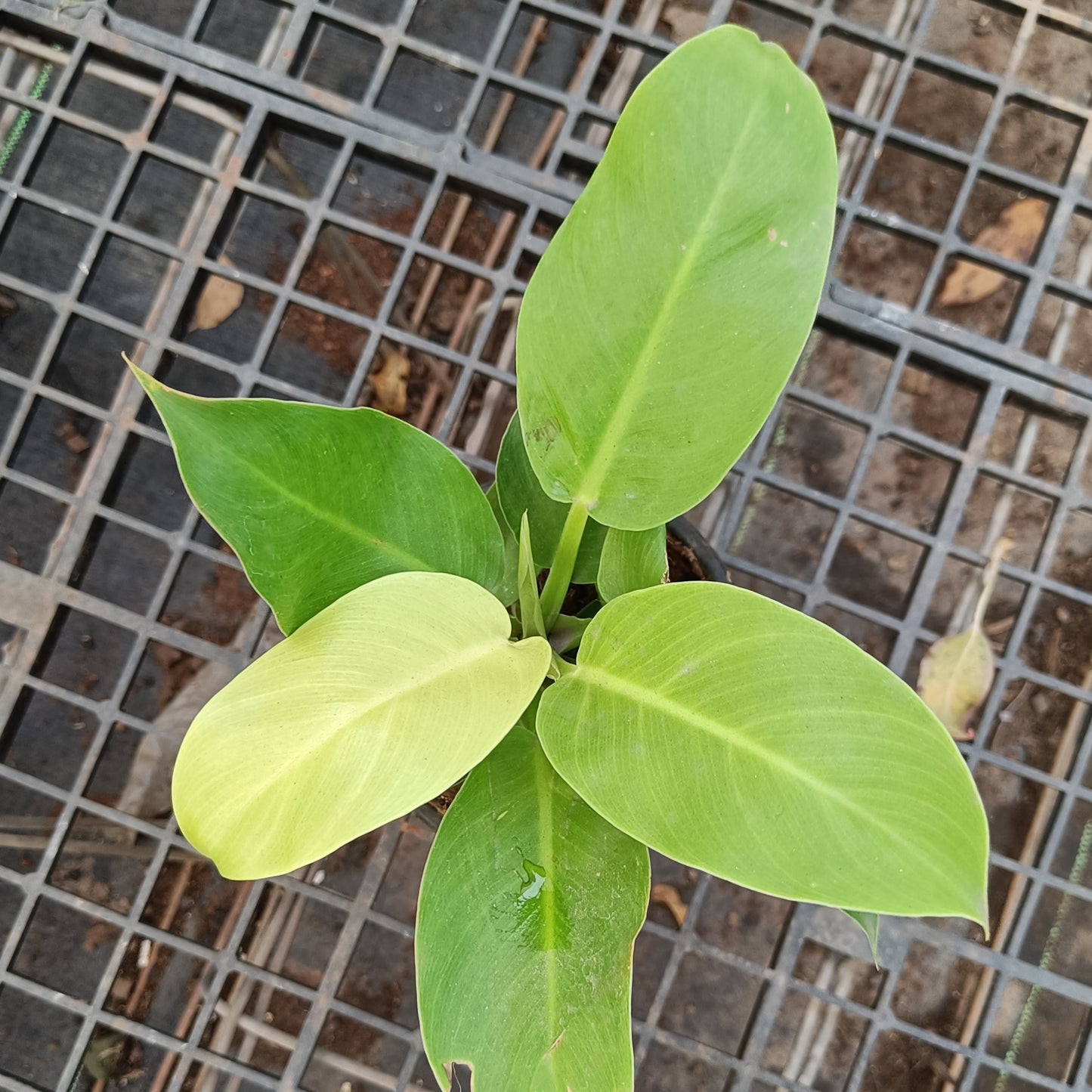Philodendron Golden