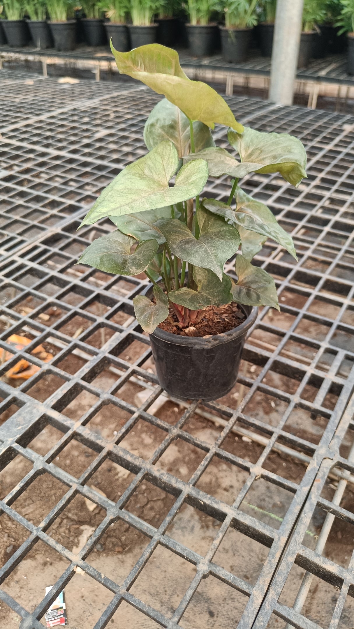 Syngonium Neon