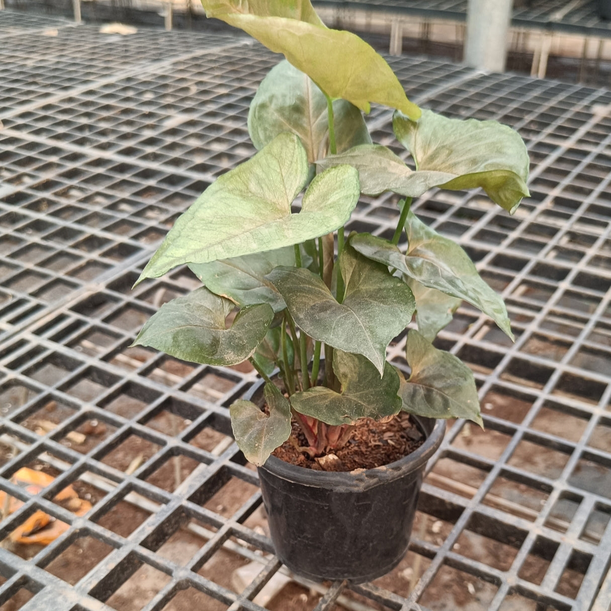 Syngonium Neon