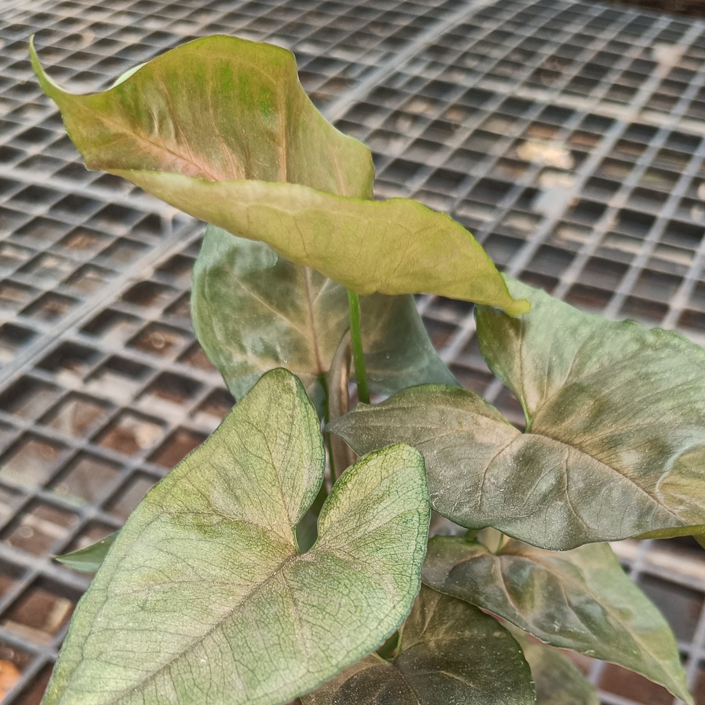 Syngonium Neon
