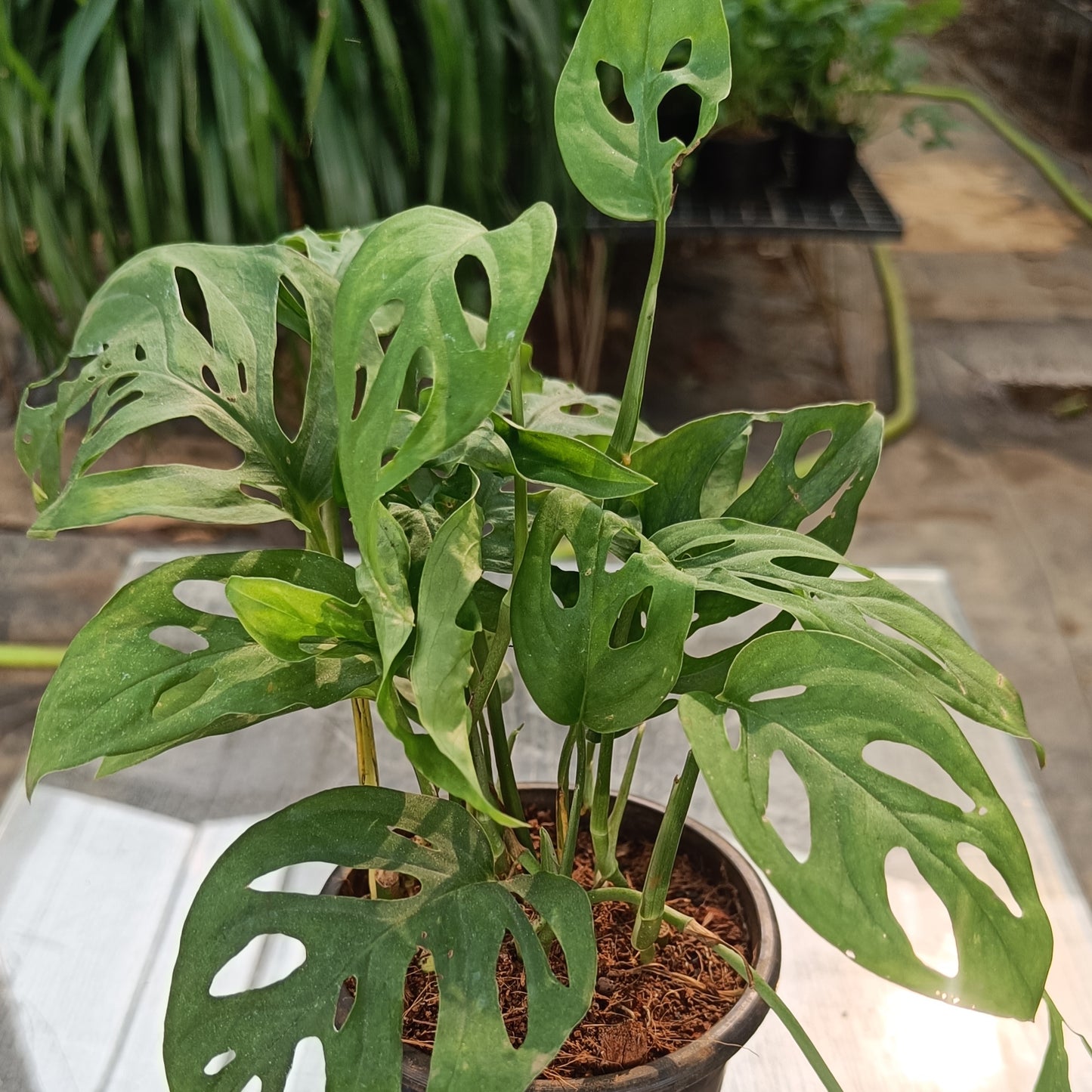 Monstera Adansonii