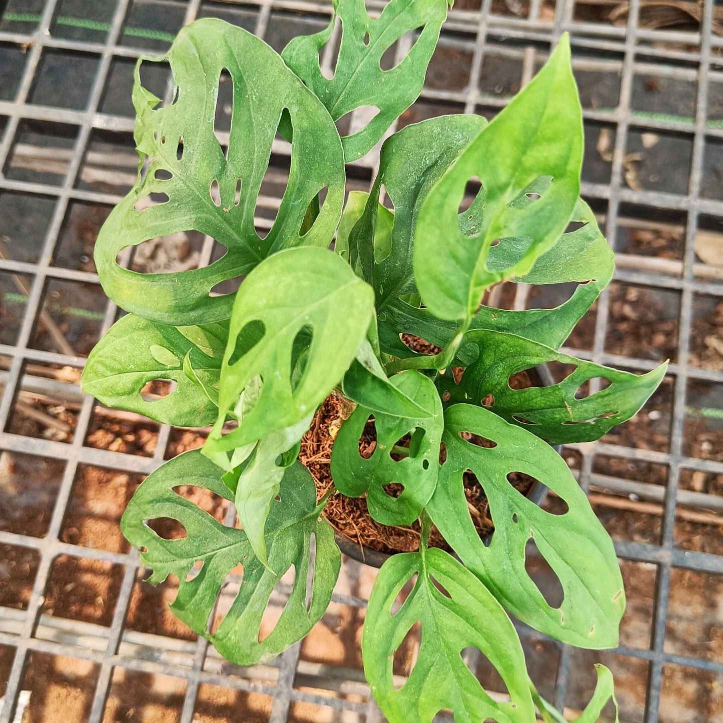 Monstera Adansonii