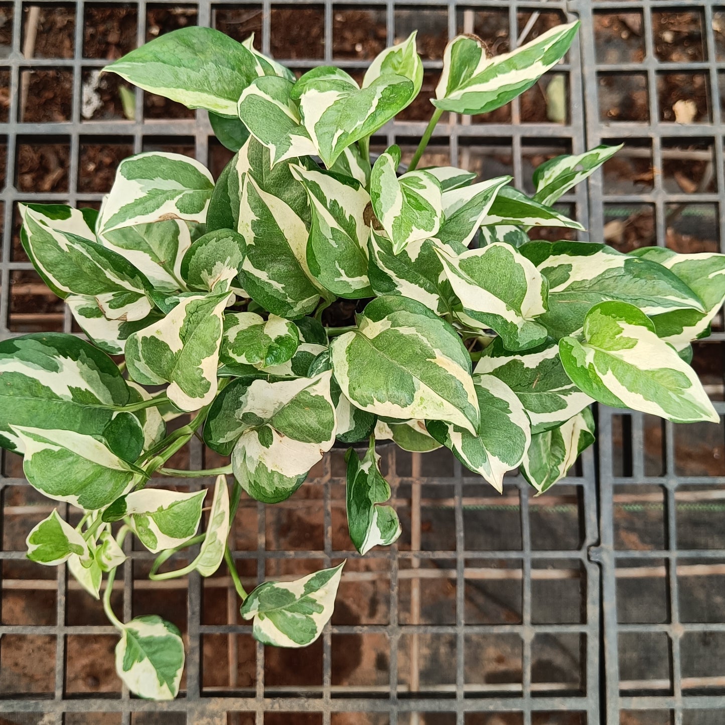 Money Plant variegated Basket