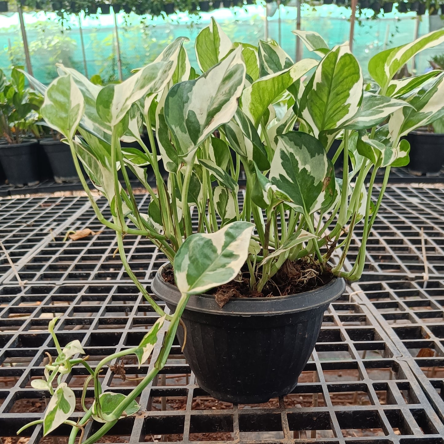 Money Plant variegated Basket