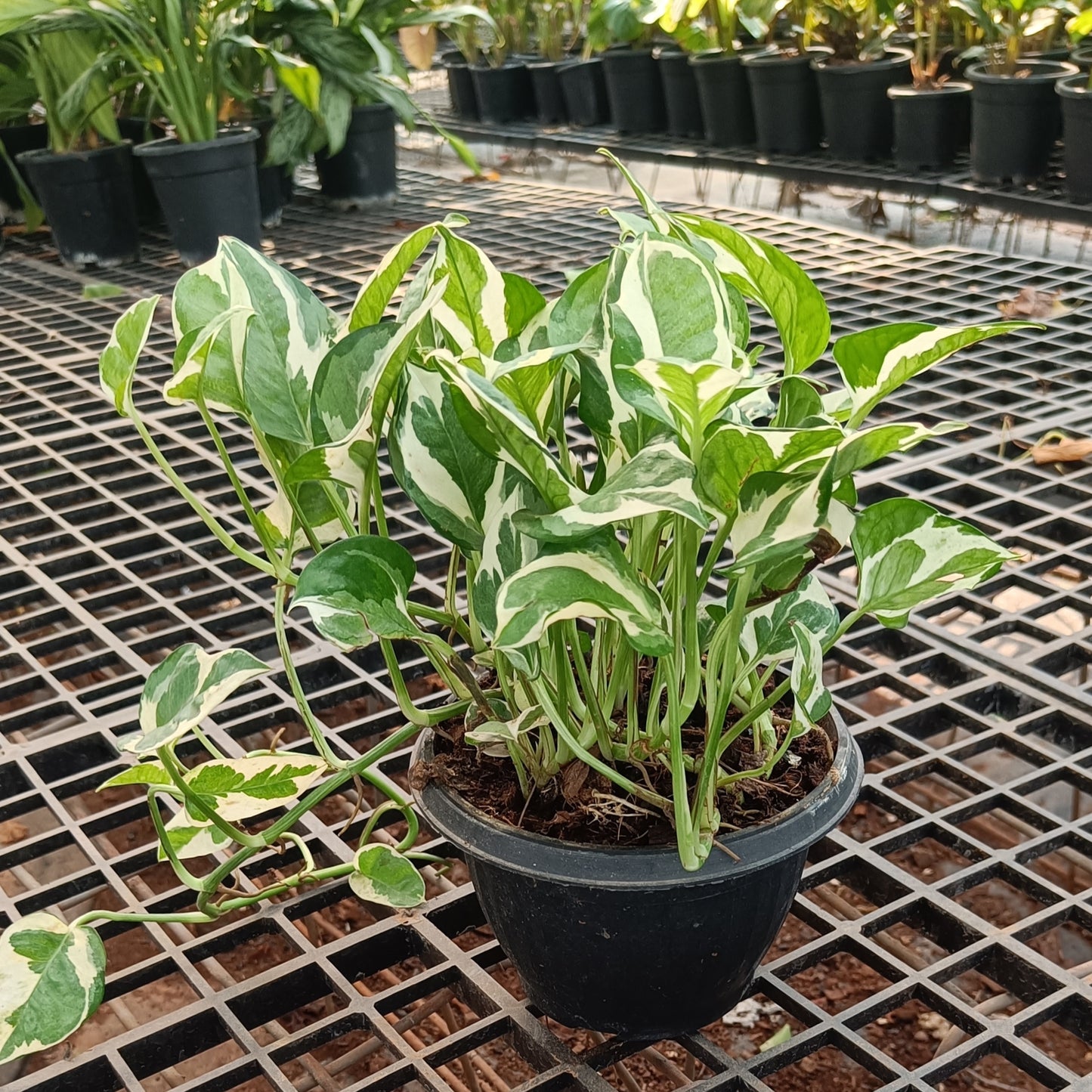Money Plant variegated Basket