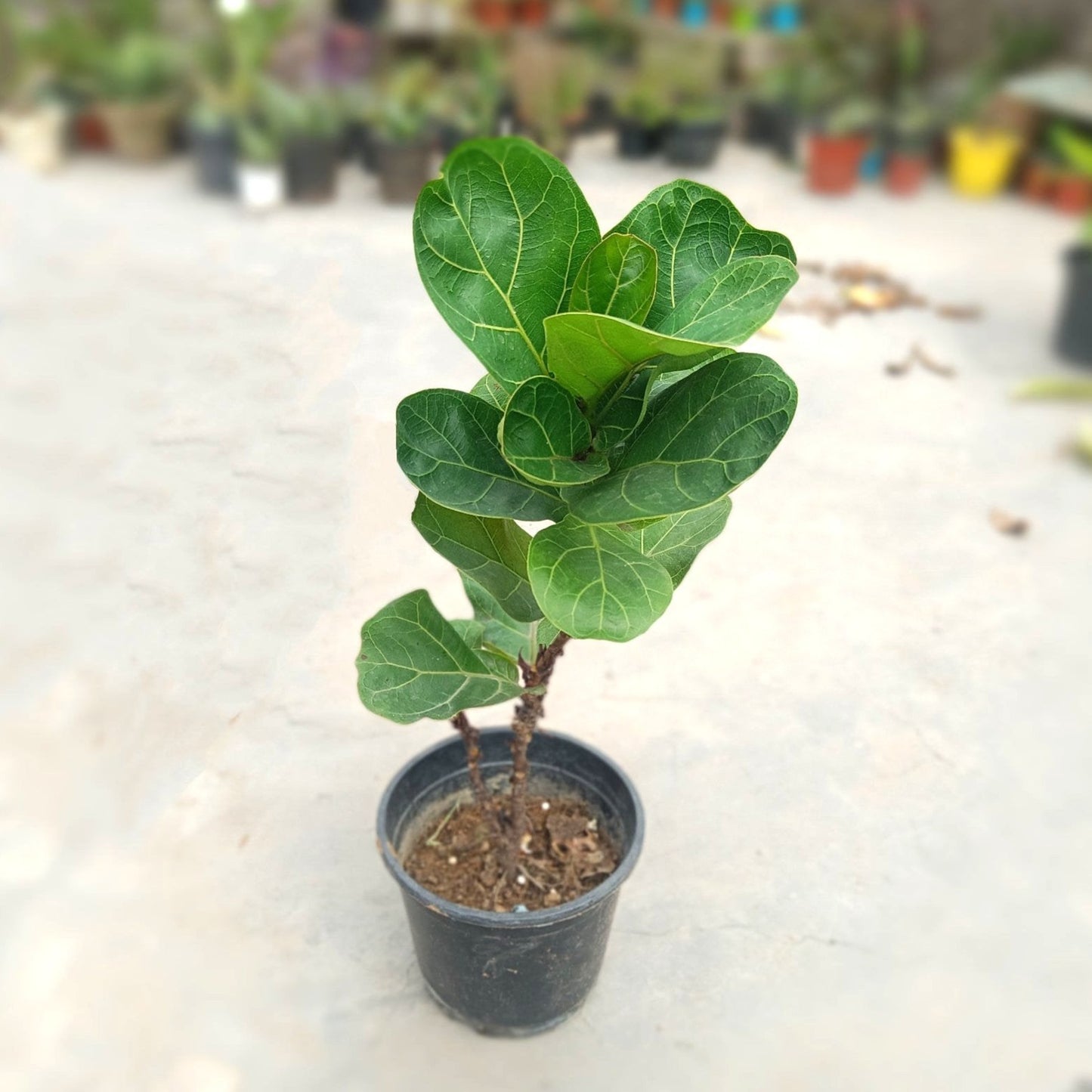Fiddle leaf fig