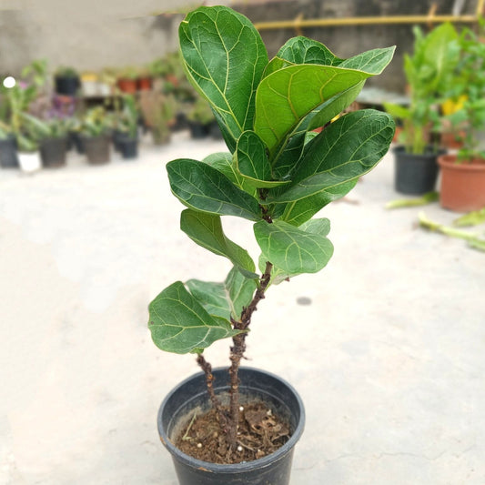 Fiddle leaf fig