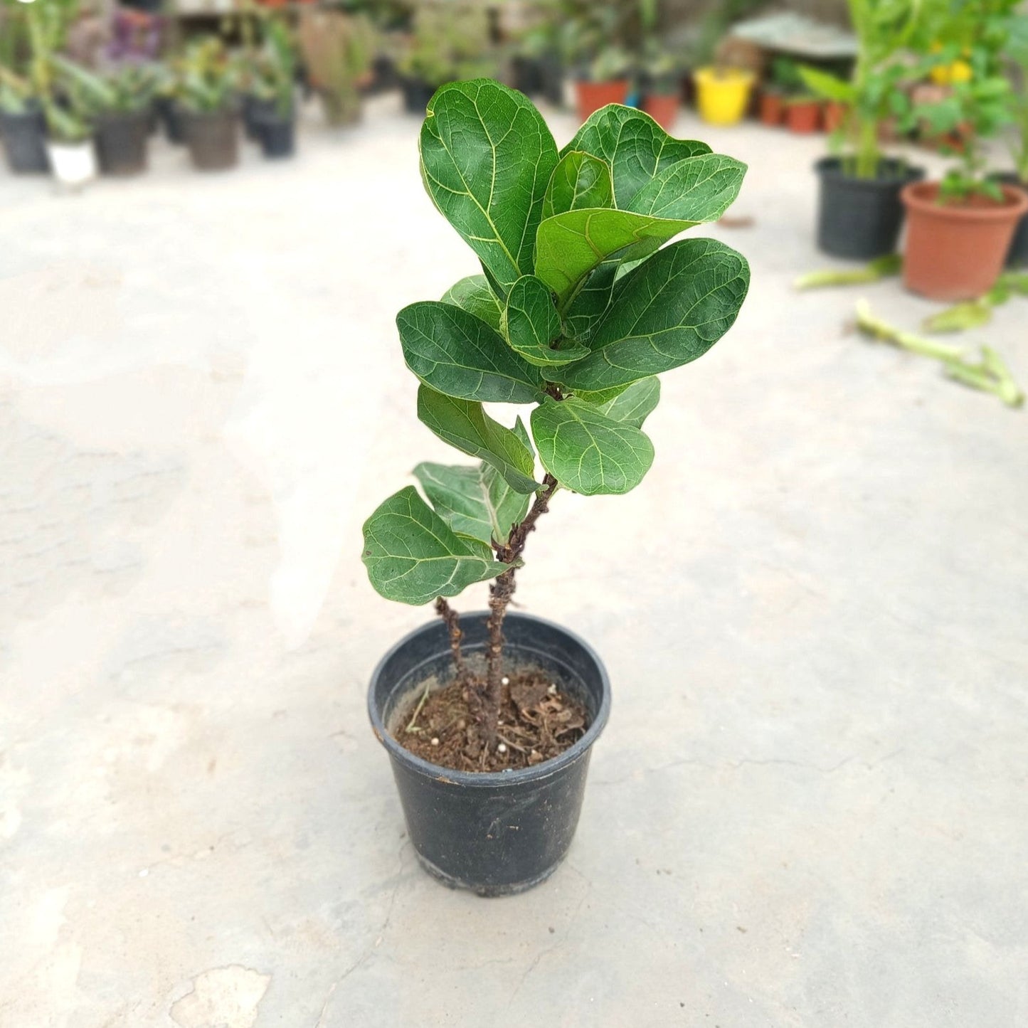 बेला पत्ता अंजीर