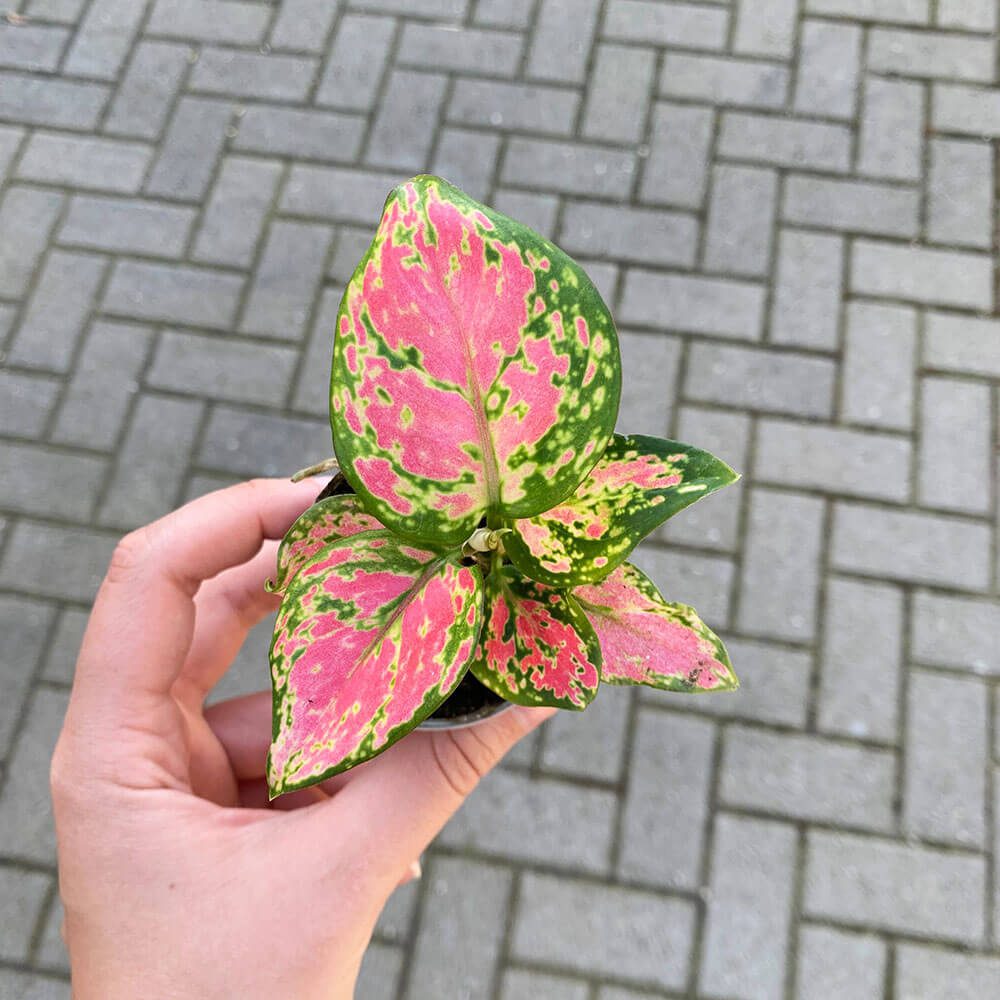 Aglaonema pink