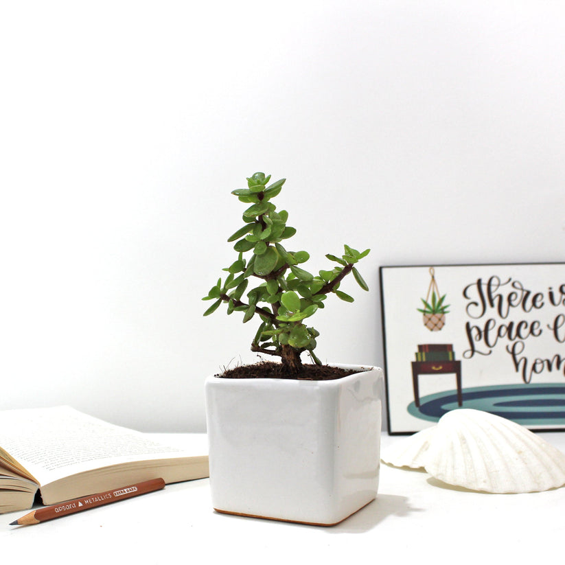 Jade Plant