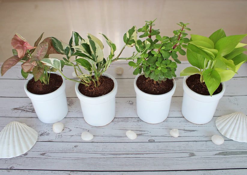 Air purifier plants set