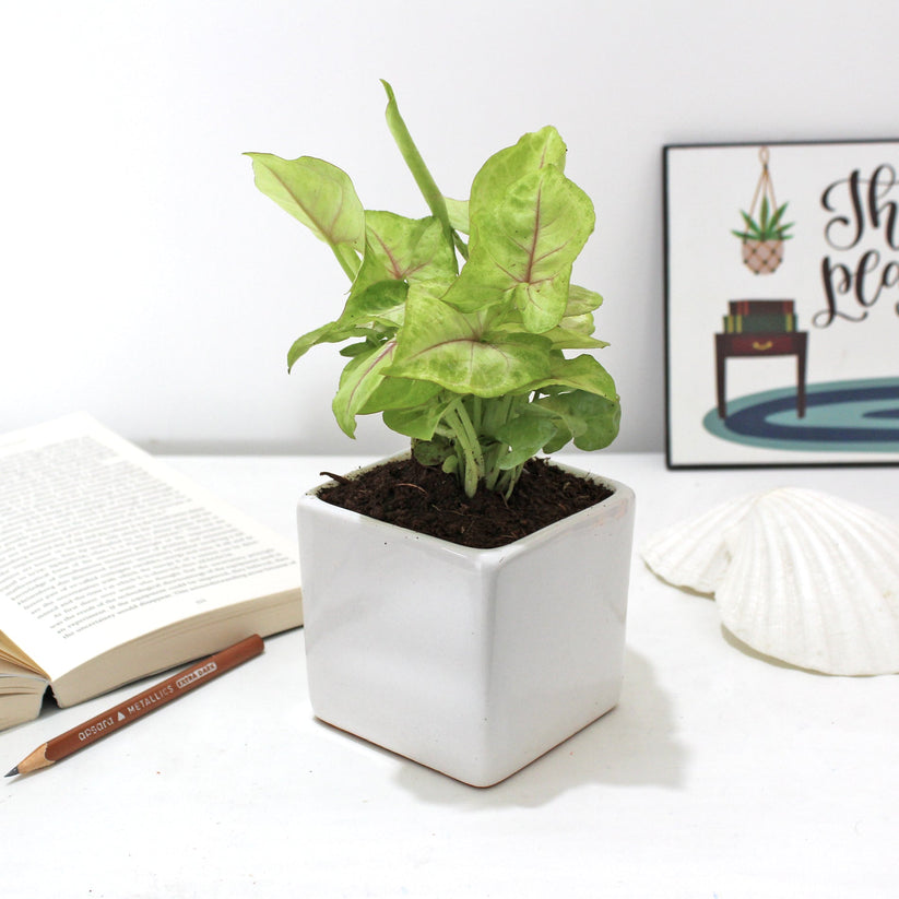 Syngonium pink