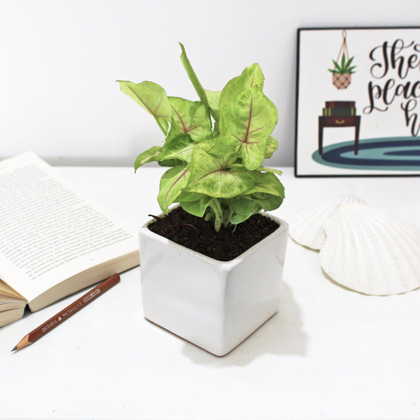 Syngonium pink
